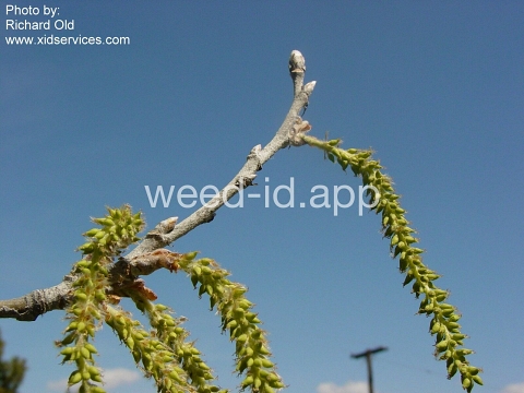 poplar, white
